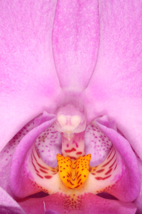 Macro Orchidee - 009